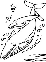 Coloriage de Baleines