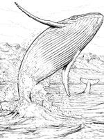 Coloriage de Baleine à bosse