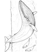 Coloriage de Baleine de Minke