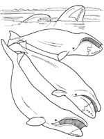 Coloriage de Baleines boréales