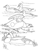 Coloriage de Eider Royal