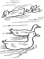Coloriage de Famille de canards