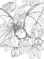 Coloriage de Lavia Frons
