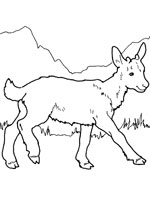 Coloriage de Chevreau