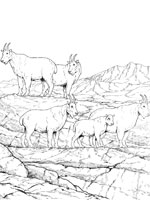 Coloriage de Chèvres des montagnes rocheuses