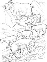 Coloriage de Chèvres des montagnes et leurs petits
