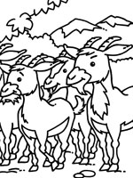 Coloriage de Chèvres