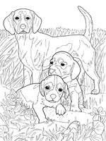 Coloriage de Beagle et ses petits