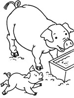 Coloriage de Cochon