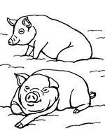 Coloriage de Cochons