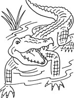 Coloriage de Alligator