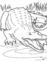 Coloriage de Alligator