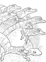 Coloriage de Bébés alligators