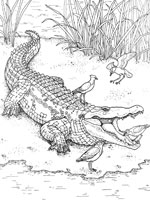 Coloriage de Crocodile du Nil