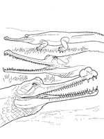 Coloriage de Gavial