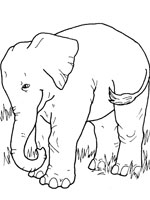 Coloriage de Eléphant