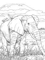 Coloriage de Eléphant africain