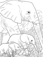 Coloriage de Eléphant et ses éléphanteaux