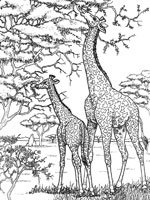 Coloriage de Girafes