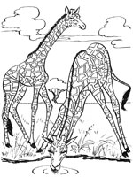 Coloriage de Girafes