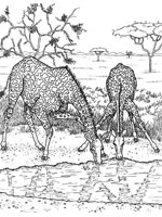 Coloriage de Girafe s'abreuvent à un étang