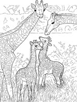 Coloriage de Girafes et girafons