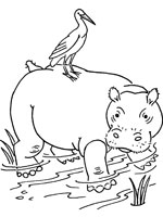 Coloriage de Hippo