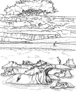 Coloriage de Hippopotames