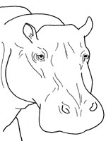 Coloriage de Tête d'Hippopotame