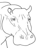 Coloriage de Tête d'Hippopotame