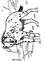 Coloriage de Hyène tachetée