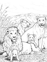 Coloriage de Famille de lions