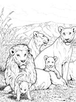 Coloriage Lion Sur Top Coloriages Coloriages Lion