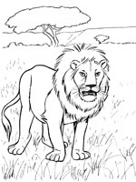 Coloriage de Lion