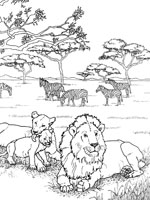 Coloriage de Lions