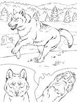 Coloriage de Loup