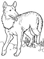 Coloriage de Loup