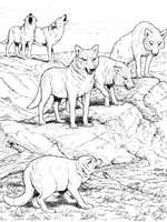 Coloriage de Loups gris