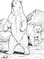 Coloriage de Ours noir