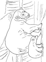 Coloriage Ours sur Top Coloriages  Coloriages ours