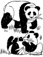 Coloriage Panda Accroch Une Branche Coloriage Panda