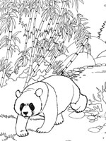 Coloriage de Panda géant