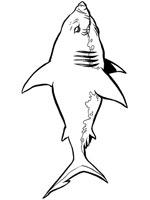 Coloriage de Requin