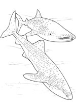 Coloriage de Requin baleine