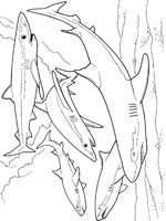 Coloriage de Requin bleu et requin citron