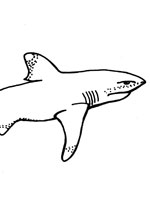 Coloriage de requin-longimane
