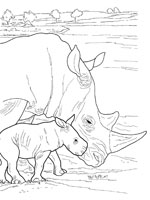 Coloriage de Un rhinocéros et son rhinocéron