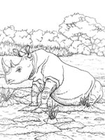 Coloriage de Rhinocéros noir