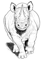 Coloriage de Rhinocéros noir