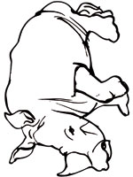 Coloriage de Rhinocéros
